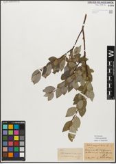 Foto von Salix myrsinifolia Salisb.